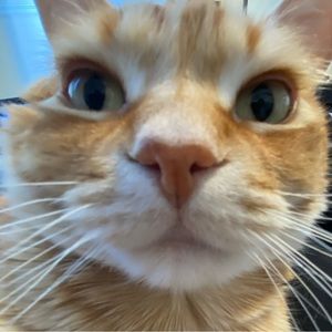 Meet your Posher, Toothbrush